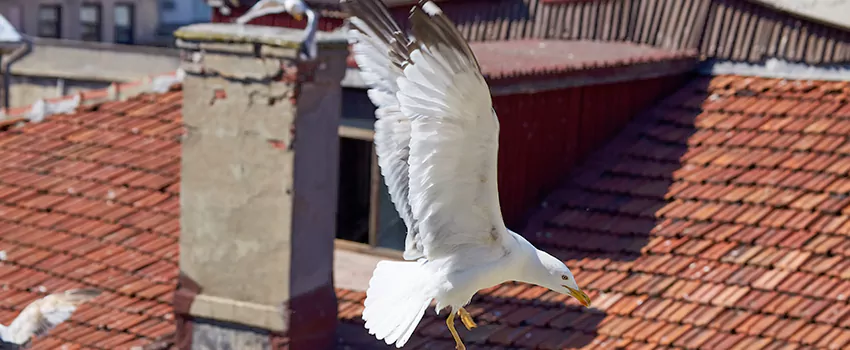 Residential Chimney Animal Removal Solution in Albert Lea, MN