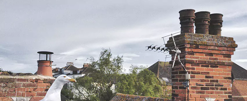 Chimney Cleaning And Restoration in Albert Lea, Minnesota